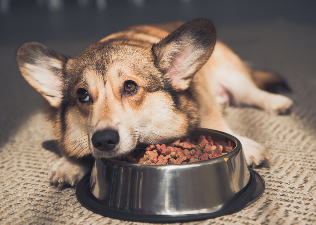 Dog being shop fussy with food