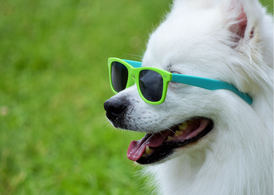 Keeping your dog cool and safe in summer